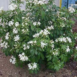 planter un oranger du mexique